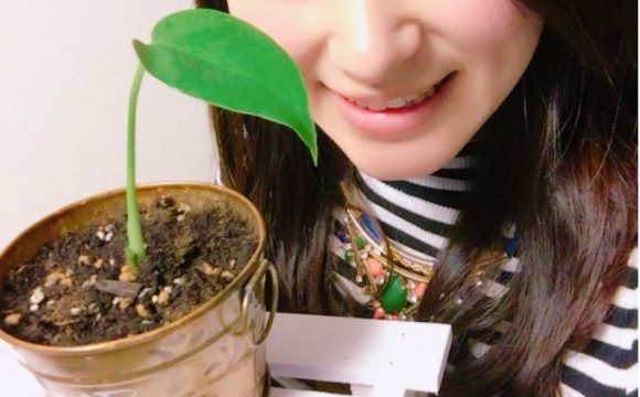 観葉植物でパワーアップ 幸運を引き寄せる モンステラ ピュアラモ Purelamo あなたの生活にかわいいを届ける