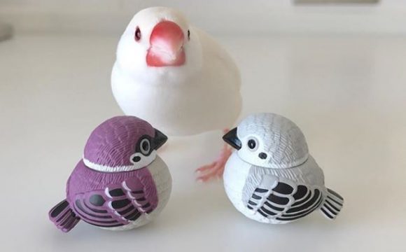 文鳥グッズ特集 見た目もお洒落 おすすめケージ グッズ15選 ピュアラモ Purelamo あなたの生活にかわいいを届ける